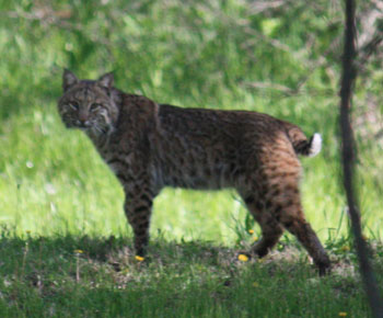Bobcat